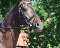 dressage horse Spocki Starlight (Hanoverian, 2012, from Spörcken)