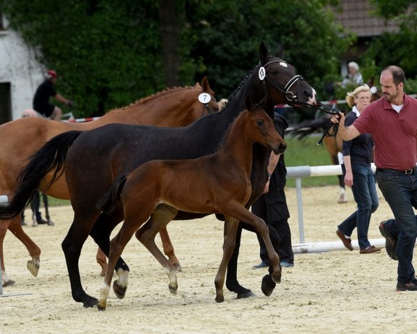 dressage horse Vitalia 9 (Westphalian, 2017, from Vitalis)