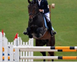 stallion Tatendrang (Trakehner, 2006, from Onassis)