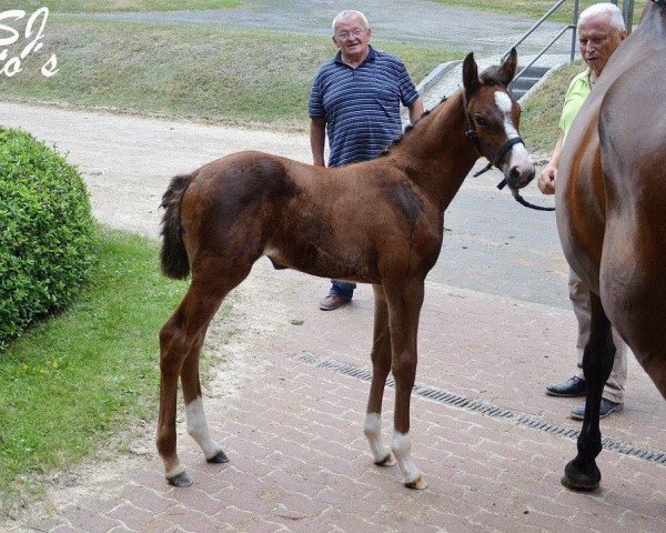 jumper Charlene 38 (German Sport Horse, 2017, from Carleyle)