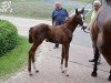 jumper Charlene 38 (German Sport Horse, 2017, from Carleyle)