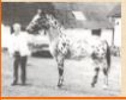 stallion Oberst af Mesballe (Knabstrupper, 1979, from Plet)