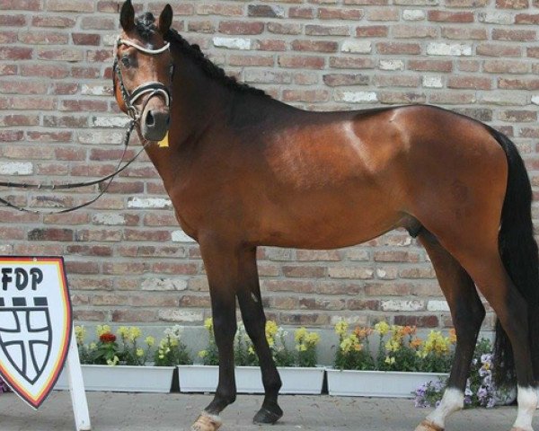 stallion Big Daddy's Boy (German Riding Pony, 2014, from Big Dresscode)