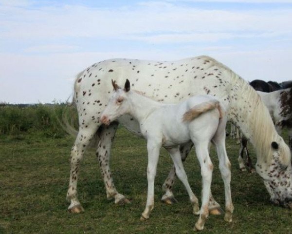 broodmare Daisy von Rotberg (Knabstrupper, 2002, from Payaso af Silver)