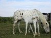 broodmare Daisy von Rotberg (Knabstrupper, 2002, from Payaso af Silver)