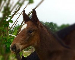 dressage horse Dumbo R (Westphalian, 2017, from Dream of Diamond)