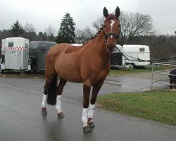 broodmare Reneklode (Oldenburg, 2003, from Relevant)