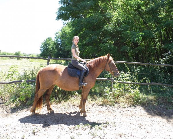 horse Kikerics - Stute für grössere Reitern (sonstiges Warmblut, 2017)