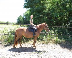 Pferd Kikerics - Stute für grössere Reitern (sonstiges Warmblut, 2017)