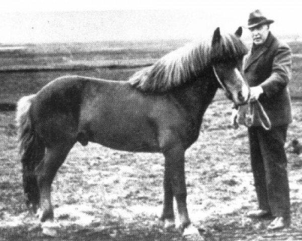 stallion Nasi frá Skarði (Iceland Horse, 1918, from Vindur frá Skarði)