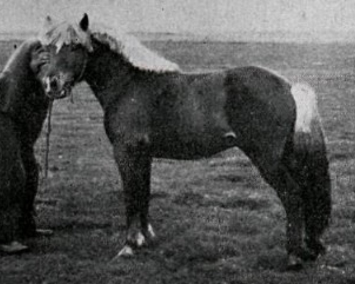 stallion Tvistur Atli fra Skáldabuðum (Iceland Horse, 1938, from Skinfaxi frá Stóra-Núpi 1)