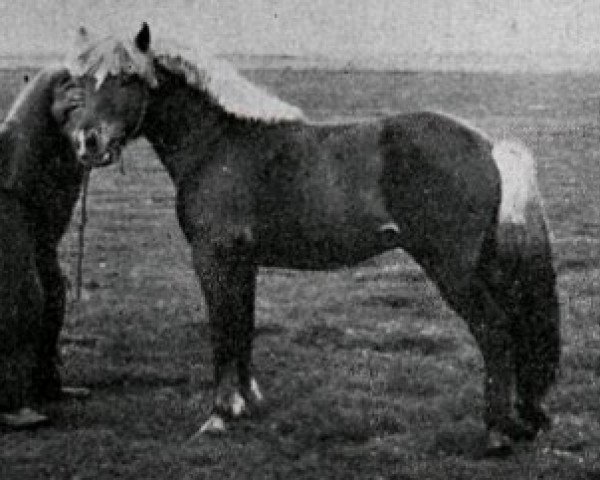 Deckhengst Tvistur Atli fra Skáldabuðum (Islandpferd, 1938, von Skinfaxi frá Stóra-Núpi 1)