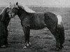 stallion Tvistur Atli fra Skáldabuðum (Iceland Horse, 1938, from Skinfaxi frá Stóra-Núpi 1)