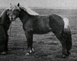 stallion Tvistur Atli fra Skáldabuðum (Iceland Horse, 1938, from Skinfaxi frá Stóra-Núpi 1)