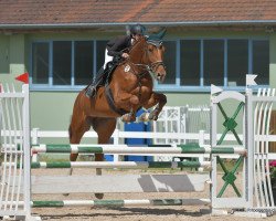 jumper Violette 10 (Czech Warmblood, 2011, from Aristo Z)