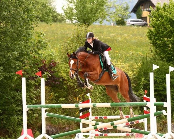 jumper Querida Z (Zangersheide riding horse, 2003, from Quinar)