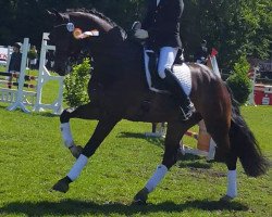 dressage horse Richmond 36 (Westphalian, 2012, from Rock Forever NRW)