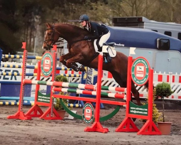 dressage horse Fürst Igor 5 (Hanoverian, 2011, from Fürst Nymphenburg)