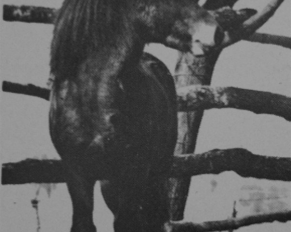 stallion Frekjur (Iceland Horse, 1963, from Freyr frá Sauðhúsvelli)