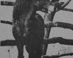 stallion Frekjur (Iceland Horse, 1963, from Freyr frá Sauðhúsvelli)