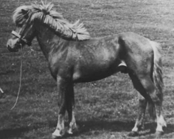 stallion Stjarni fra Efri-Hömrum (Iceland Horse, 1954, from Tvistur Atli fra Skáldabuðum)