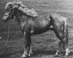 stallion Stjarni fra Efri-Hömrum (Iceland Horse, 1954, from Tvistur Atli fra Skáldabuðum)