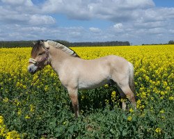 Pferd Klosterhof's Iaris (Fjordpferd, 2014, von Illmo)