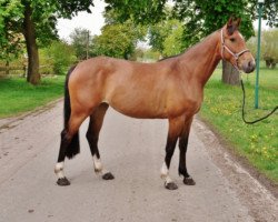 Zuchtstute Lady Victoria (Deutsches Sportpferd, 2012, von Lord Beckham)