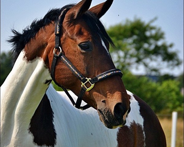 jumper Kaja 16 (Warmblutschecke (Equus Int.), 1997)