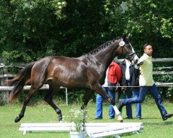 dressage horse Dornröschen (Hanoverian, 2008, from Depardieu 11)