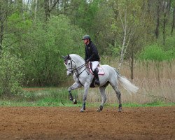 stallion Papillon Z (Zangersheide riding horse, 2002, from Perhaps van het Molenvondel)