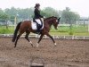 jumper Nanji's Nonstop (German Riding Pony, 2012, from New Star)