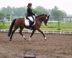 jumper Nanji's Nonstop (German Riding Pony, 2012, from New Star)