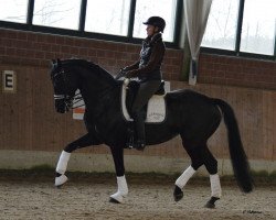 dressage horse Ici (Westphalian, 2010, from Insterburg TSF)