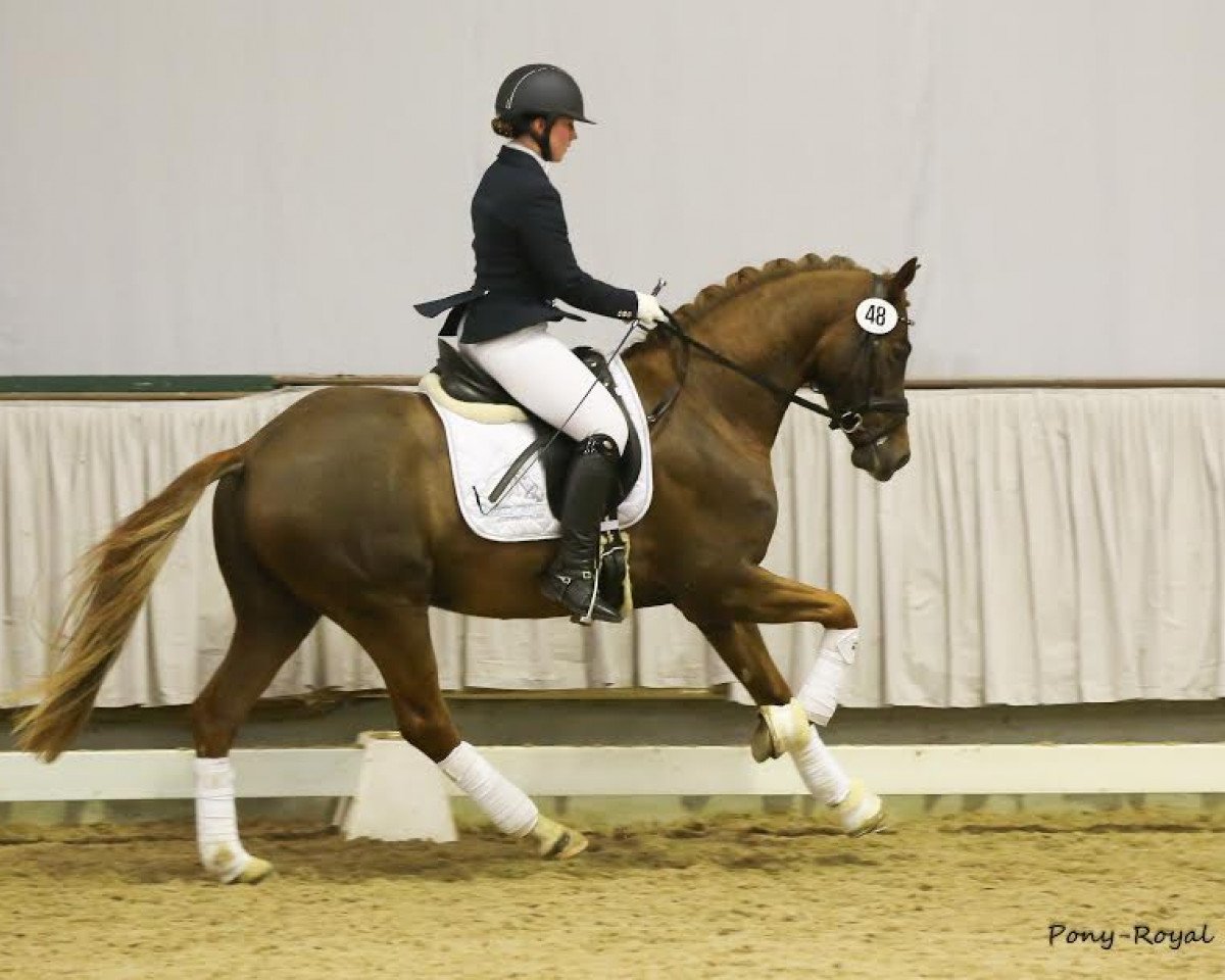 stallion Top Carello (German Riding Pony, 2014, from Top Christobell)