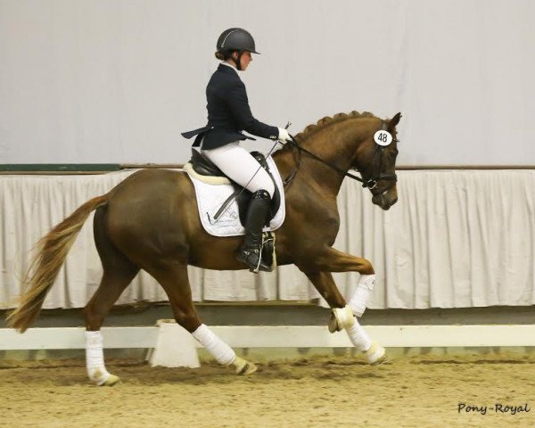 stallion Top Carello (German Riding Pony, 2014, from Top Christobell)