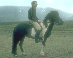 broodmare Blíða frá Flugumýri (Iceland Horse, 1975, from Skuggi frá Flugumýri)