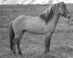 stallion Samur frá Flugumýri (Iceland Horse, 1987, from Fáfnir frá Fagranesi)