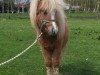 Pferd Kiki (Shetland Pony, 2016, von Milday Champagne Charlie)