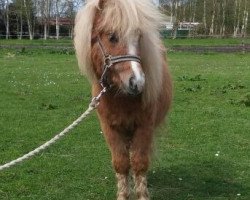 horse Kiki (Shetland Pony, 2016, from Milday Champagne Charlie)