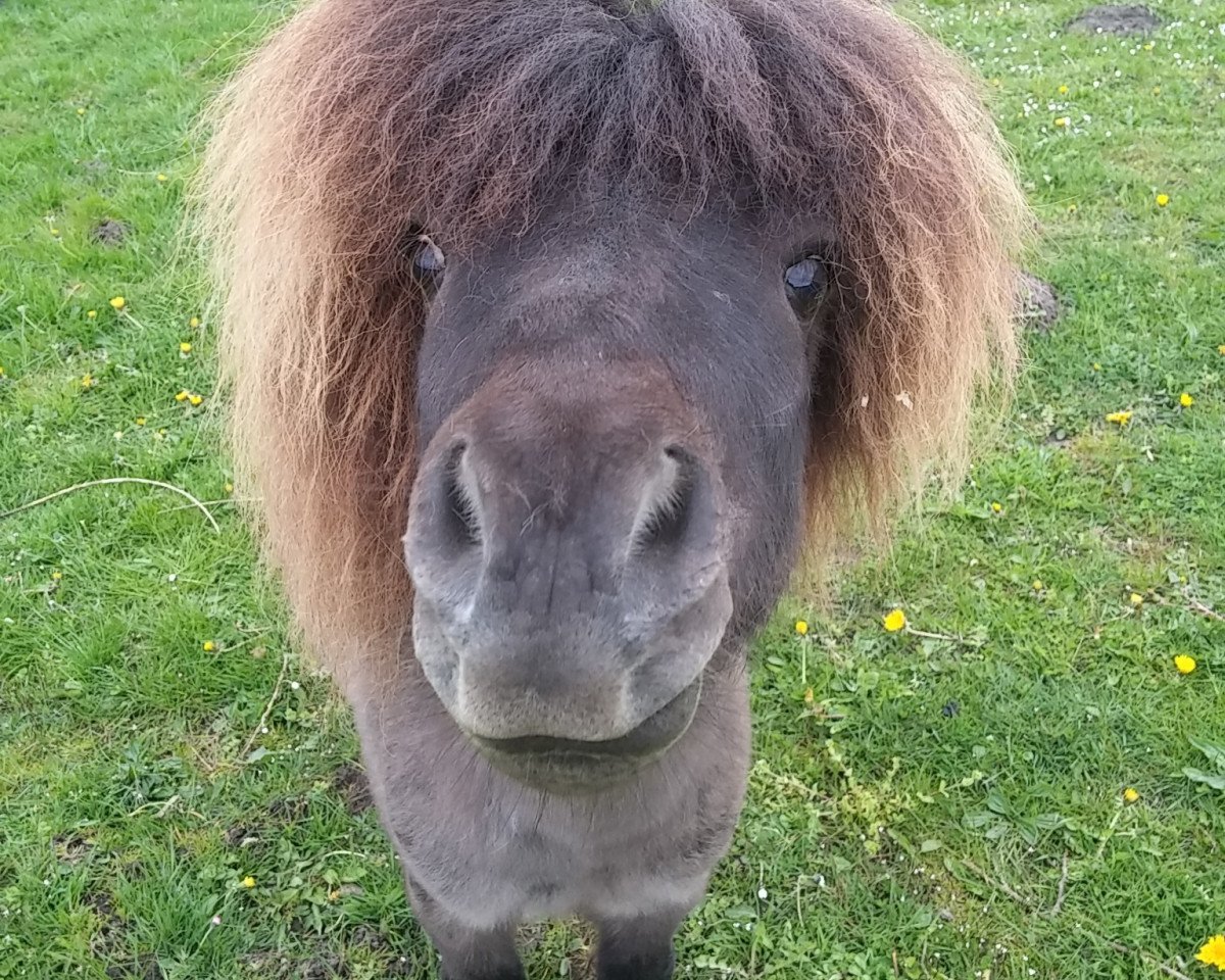 stallion Bellissimo (Shetland pony (under 87 cm), 2010, from Benjamin E)