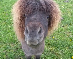 Deckhengst Bellissimo (Shetland Pony (unter 87 cm), 2010, von Benjamin E)