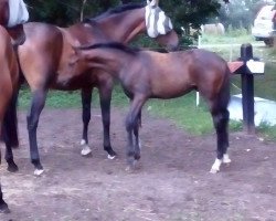 broodmare Dancing Dynamite T (Rhinelander, 2016, from Don Romanov)