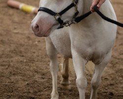 Zuchtstute Dohrens Jade (Shetland Pony (unter 87 cm), 2013, von Highlight vom Ellernbrook)