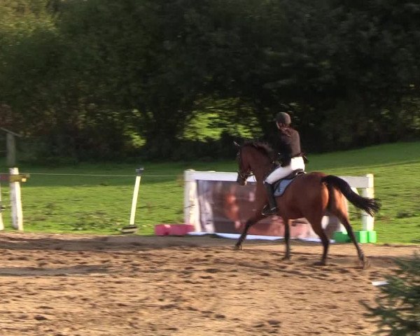 Reitturnier Looper Holz 2018