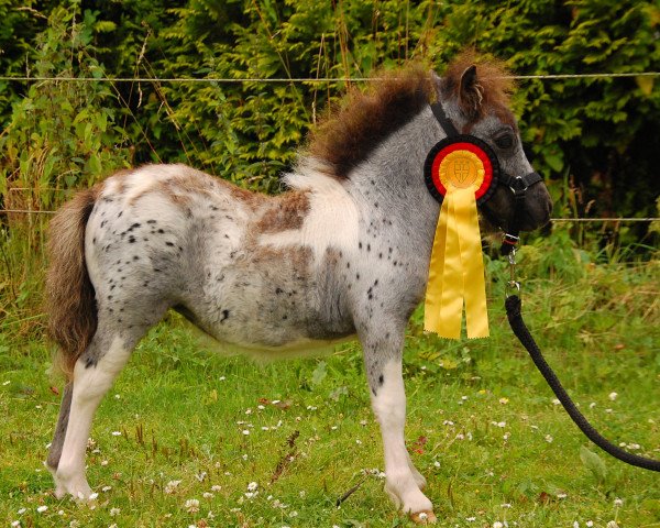 Pferd Bluna-Loona von Nenndorf (Dt.Part-bred Shetland Pony, 2016, von Silbersee's Pino)