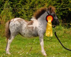 Pferd Bluna-Loona von Nenndorf (Dt.Part-bred Shetland Pony, 2016, von Silbersee's Pino)