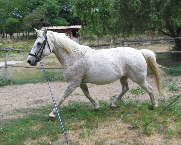 horse Guszti (Hungarian Warmblood, 1998)