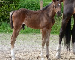 jumper Hann.Hengstfohlen (Hanoverian, 2017, from Viscount 22)