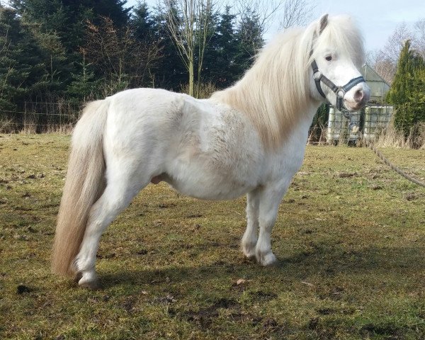 Deckhengst Silbersee's Pino (Dt.Part-bred Shetland Pony, 2010, von Pietje van de Witweg)